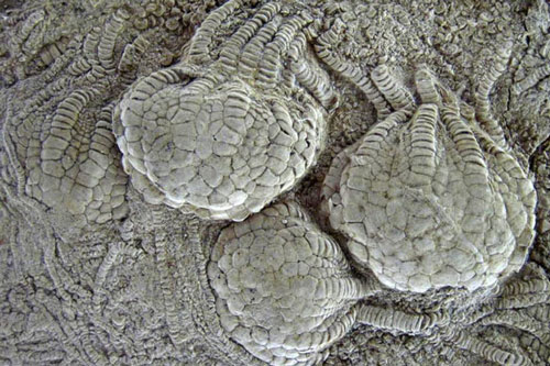 Sinh vật 80 triệu tuổi như "ngoài hành tinh" hiện diện khắp Trái Đất