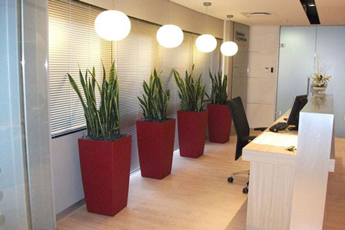 Không trồng cây này trong nhà, bạn có thể hối hận cả đời