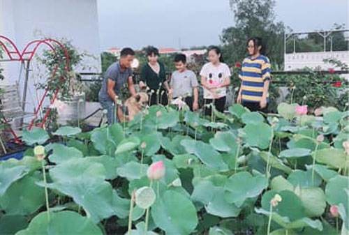 Vợ chồng ở Sài Gòn biến sân thượng thành đầm sen thơm ngát và vườn rau sạch đủ cung cấp cho cả đại gia đình