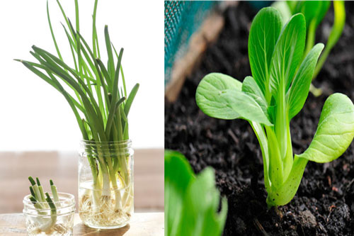 Rau củ thừa chớ vội vứt đi, đem ngâm vào nước chẳng mấy chốc có rau sạch tha hồ dùng