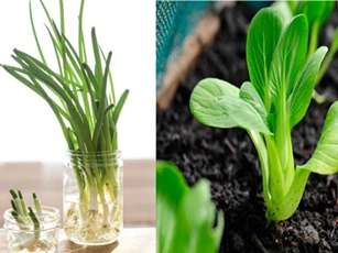 Rau củ thừa chớ vội vứt đi, đem ngâm vào nước chẳng mấy chốc có rau sạch tha hồ dùng