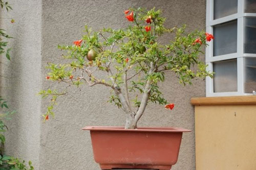 Sai lầm trong phong thủy khi trồng cây bạn cần phải tránh để không làm hao tài tốn của, gia đình bất hoà