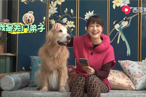 Châu Hải My nuôi nhiều chó ở biệt thự triệu USD