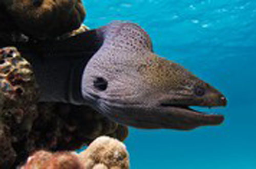 Chân tướng của quái vật hồ Loch Ness