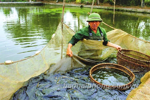 Ông Lương Văn Thăng thu hoạch từ 1- 2 vạn cá giống mỗi ngày.