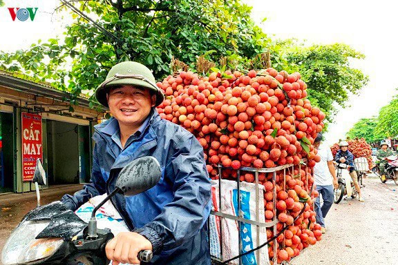 Người nông dân trồng vải đang mong chờ ngày xuất khẩu sang Nhật Bản.