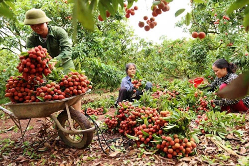 Nông dân trồng vải của Việt Nam rất mong chờ quả vải được xuất khẩu sang Nhật Bản (Ảnh: Internet) 