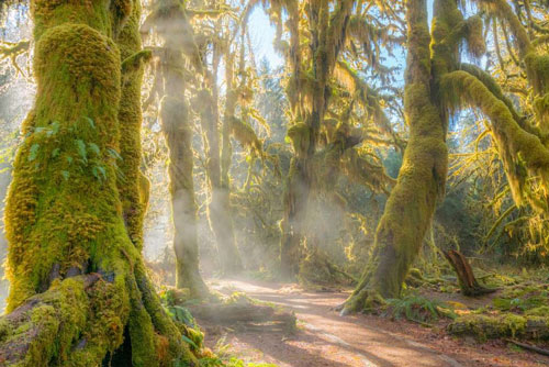 Những khu rừng nhuốm màu cổ tích mê hoặc du khách