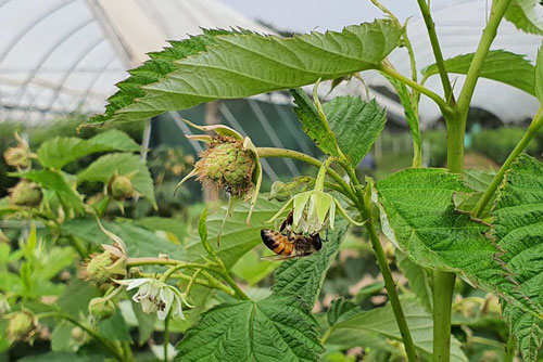 Loài ong có biết đếm không?