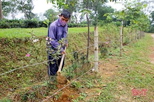 Ông Hồ Hạnh Phúc (thôn Tây Trà) cho biết: Trước đây, chúng tôi đã từng trồng cây chiều tím nhưng vẫn chưa ưng ý. Sau khi thôn có chủ trương, tất cả các gia đình dọc tuyến đường này đều lên núi đào sim về trồng. Tôi rất thích loại cây mang bản sắc riêng của vùng đồi núi nơi đây. Dù chỉ mới trồng được gần 2 tháng nhưng hiện cây đã bén rễ, sinh trưởng tốt. Hy vọng tầm này năm sau, màu hoa tím sẽ nở khắp dọc tuyến đường.