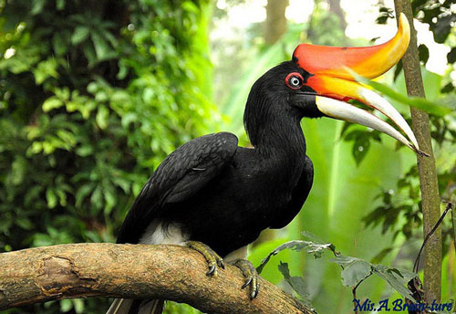 Phượng hoàng đất - loài chim "đẹp như mơ" bay lạc vào vườn của chàng trai trẻ