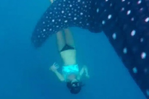 Cô gái dũng cảm bơi cùng cá mập khổng lồ mà không cần đồ bảo hộ