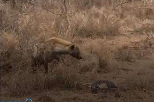 CLIP: Trăn "khổng lồ" bất lực nhìn linh cẩu cướp mồi