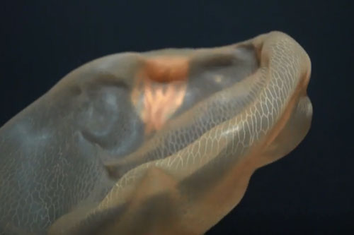 Lần đầu ghi hình được "bóng ma biển sâu"