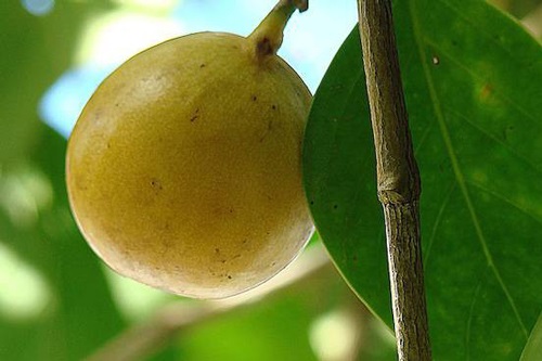 Cây 'táo tử thần' chứa chất kịch độc đáng sợ nhất thế giới