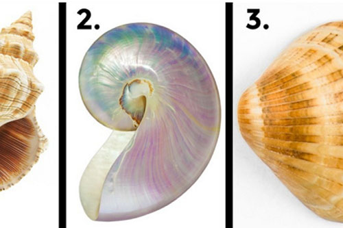 Trắc nghiệm: Chiếc vỏ sò đoán "trúng phóc" nội tâm của bạn