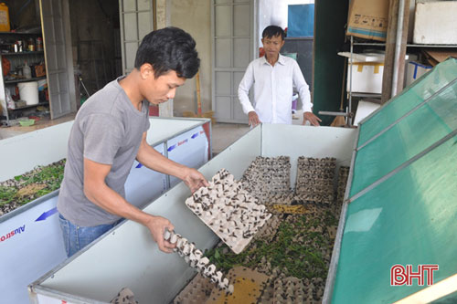 Hà Tĩnh: Nuôi dế thương phẩm thu 500 nghìn đồng/ngày