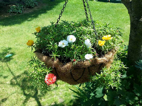 CLIP: Cách làm chậu treo trồng hoa mười giờ dễ thương