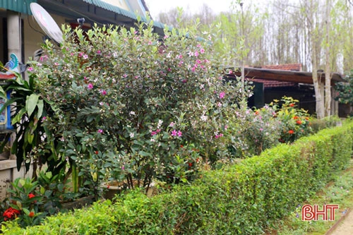 Cây sim cũng đã được một số người chọn trồng làm cây cảnh tô điểm cho vườn hoa của gia đình
