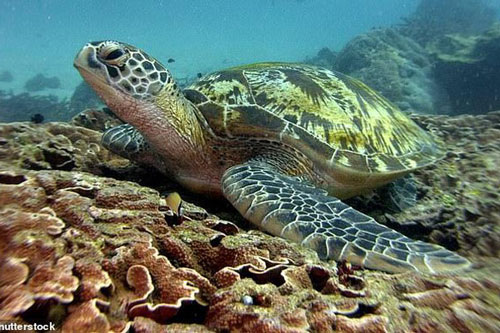 Bác sĩ kéo túi nilon dài 30 cm ra khỏi lỗ huyệt của rùa do ăn nhầm