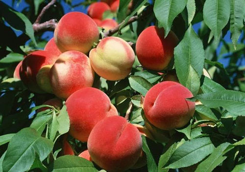 Mẹo chọn đào vừa ngon vừa ngọt và những điều cấm kị khi ăn đào