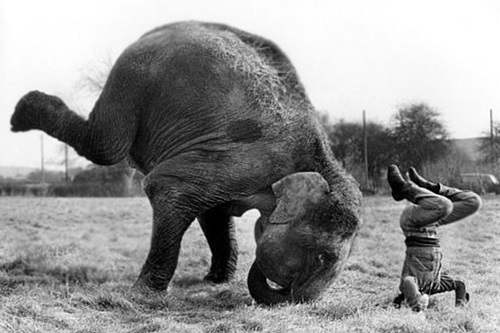 Những bức ảnh chứng minh động vật tập Yoga 'dẻo' hơn con người