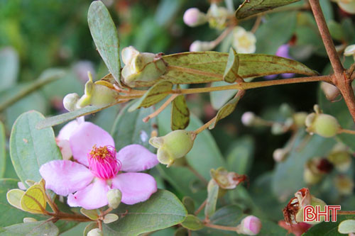 'Đẹp lạ' với những tuyến hàng rào hoa sim ở xã miền núi Hà Tĩnh