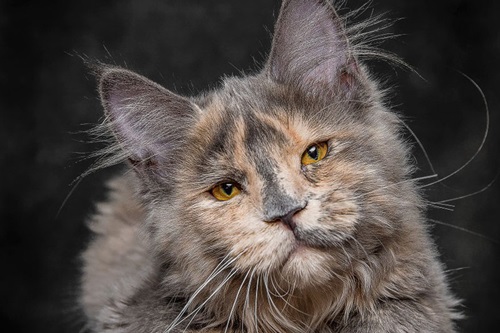 Ngắm vẻ đẹp quyến rũ của loài mèo nhà lớn nhất thế giới