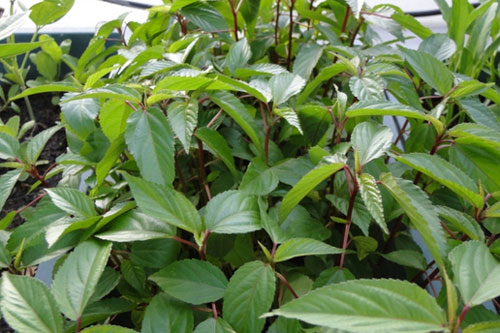 Loại rau giá rẻ bèo được bán đầy chợ, từ lá đến hạt có thể trị được "bách bệnh"