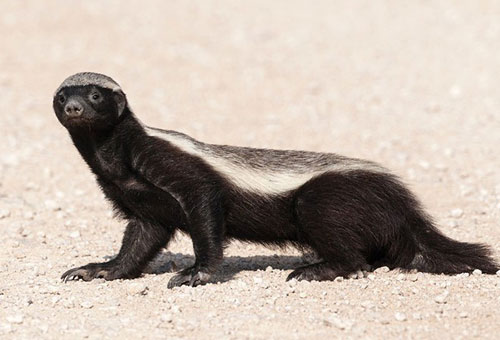 1001 thắc mắc: Loài động vật nào bất chấp báo, rắn độc?