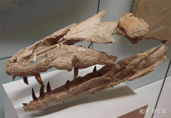 Cá sấu tiền sử dưới đại dương chỉ cần một cú đớp cũng có thể làm thủng bụng ngư long - Ảnh 4.