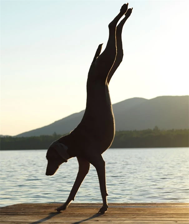 nhung buc anh chung minh dong vat tap yoga "deo" hon con nguoi hinh 20