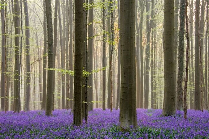 Rừng Hallerbos (Bỉ) còn được mệnh danh là "khu rừng xanh". Với những thảm hoa chuông phủ sắc xanh tím, khu rừng trở thành điểm du lịch hấp dẫn tại châu Âu vào mùa xuân. Du khách đến thăm cánh rừng Hallerbos được yêu cầu không đi vào các luống hoa và giẫm lên hoa khi chụp ảnh.