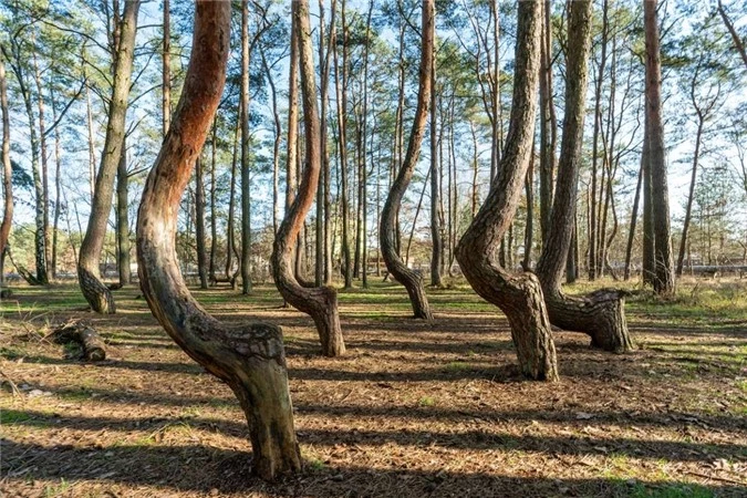 Rừng Krzywy Las (Ba Lan) còn được gọi là "khu rừng uốn cong" bởi thảm thực vật nghiêng có một không hai. Krzywy Las có khoảng 400 cây thông với cách mọc khá kỳ lạ. Thân của chúng vừa trồi khỏi mặt đất liền bị uốn cong thành hình chữ C rồi mới tiếp tục vươn thẳng lên trời.