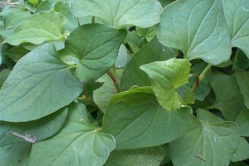 Giã nát rồi đắp nắm rau này lên mặt, da trắng như trứng gà bóc mà không cần tới mỹ phẩm đắt tiền