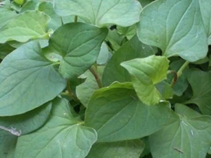 Giã nát rồi đắp nắm rau này lên mặt, da trắng như trứng gà bóc mà không cần tới mỹ phẩm đắt tiền