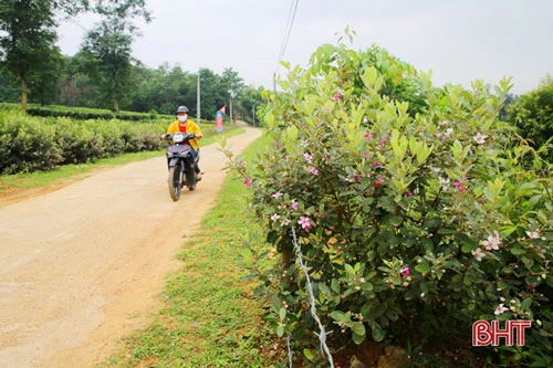 Những ngày này, khi đi qua đoạn đường trước nhà chị Nguyễn Thị Nhàn (thôn Tây Trà), không ít người phải ngỡ ngàng trước hàng hoa sim tím biếc nở rộ 2 bên đường.