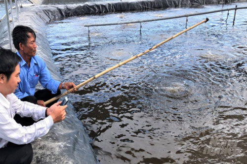Bà Rịa - Vũng Tàu: Nuôi tôm trên ruộng muối mang lại hiệu quả kinh tế cao