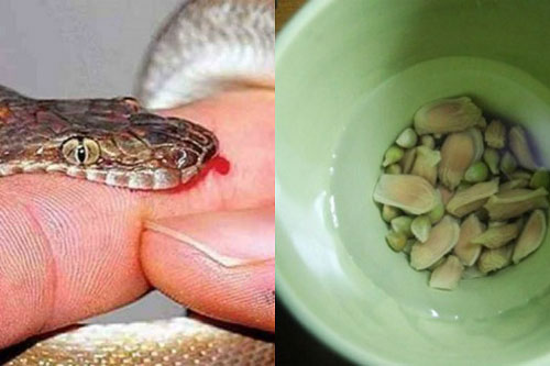 Hạt chanh có thể cứu sống người bị rắn cắn chỉ trong vòng 1 phút nếu dùng theo cách này