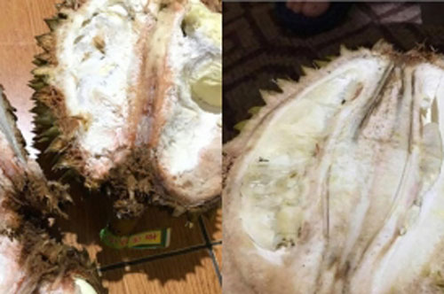 Bỏ 500 nghìn ra để giải cứu sầu riêng, cô gái tức "điên người" vì nhận về toàn quả hỏng