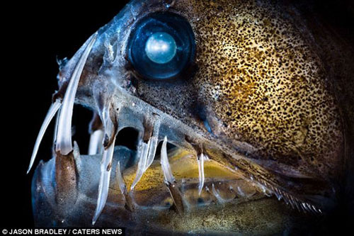 Những "bóng ma" lởn vởn dưới đáy đại dương