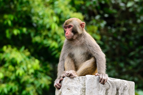 3 con giáp được Thần Tài chiến cố, dễ đổi đời trúng lớn, giàu sang bất ngờ ở 10 ngày cuối tháng 5 Dương lịch