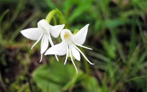 15 bong hoa "ky quac" nhung hap dan kho cuong hinh 14