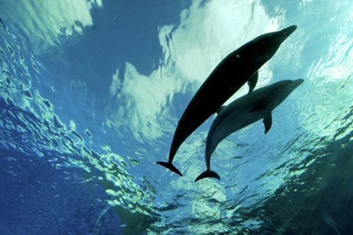 Các nhà khoa học Nga phát hiện ra đại dương ngầm khổng lồ