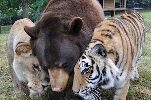Gấu, sư tử và hổ thân thiết với nhau sau quá khứ đau buồn