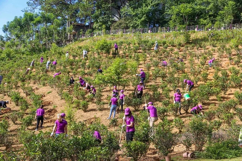 Sau lễ phát động, mọi người toả ra khắp nơi để trồng cây.