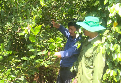 Đăk Nông: 'Cây tỷ đô" Mắc ca đổi đời xã vùng xa Tuy Đức