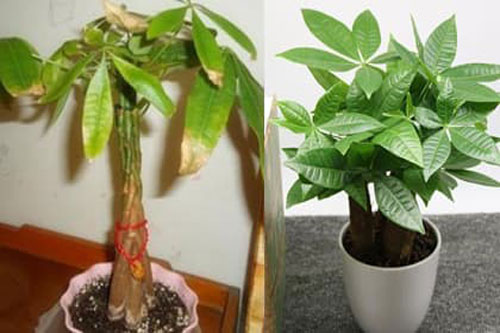 Có '2 nỗi sợ' của cây kim ngân, bảo sao lá cứ mềm và vàng úa, biết sớm để cây luôn tốt bời, phát tài phát lộc