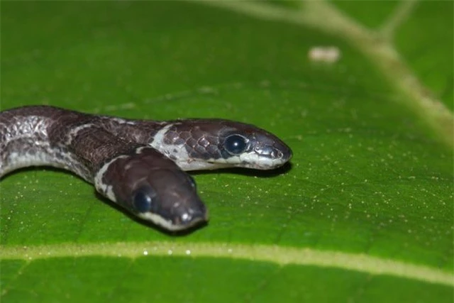 Phát hiện rắn hai đầu trong rừng rậm ở Ấn Độ - 1