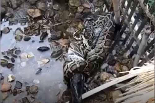 CLIP: Trăn Miến Điện "khổng lồ" vào chuồng bắt "trộm" vịt của nông dân